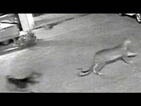 Caught on camera: Stray dog chases leopard away from Mumbai housing complex