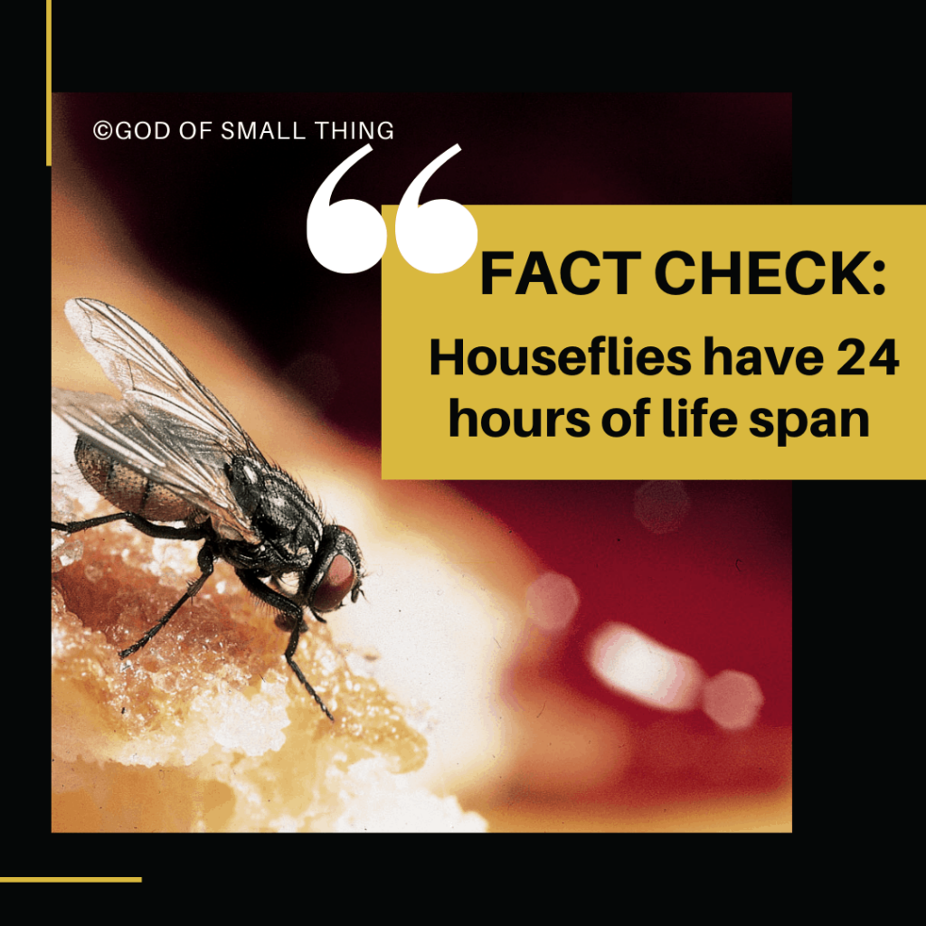 Fact Check: Houseflies have 24 hours of life span