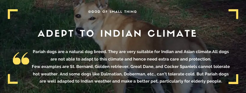 Desi Dogs Qualities