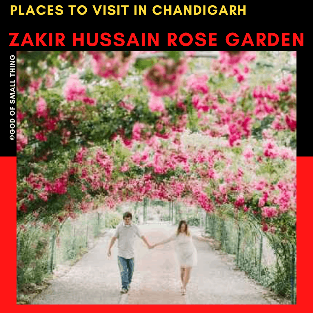 Places to Visit in Chandigarh Zakir Hussain rose garden
