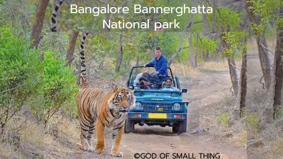 Bangalore Bannerghatta National park