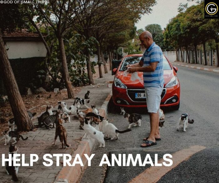 Diwali Strays are the ones who need your help the most HELP STRAY ANIMALS IN DIWALI
