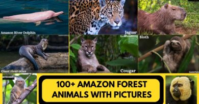 Amazon Forest Animals with Pictures