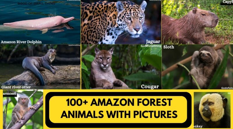 Amazon Forest Animals with Pictures