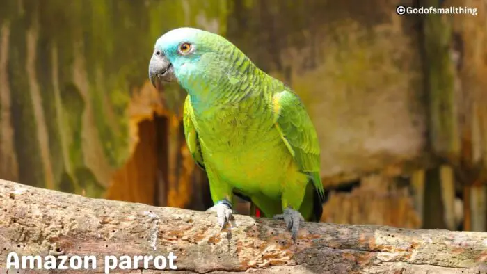 Amazon rainforest animals list 
