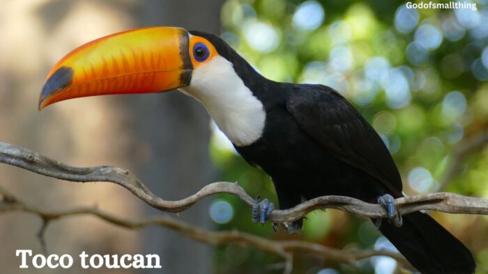 Amazon rainforest animals list