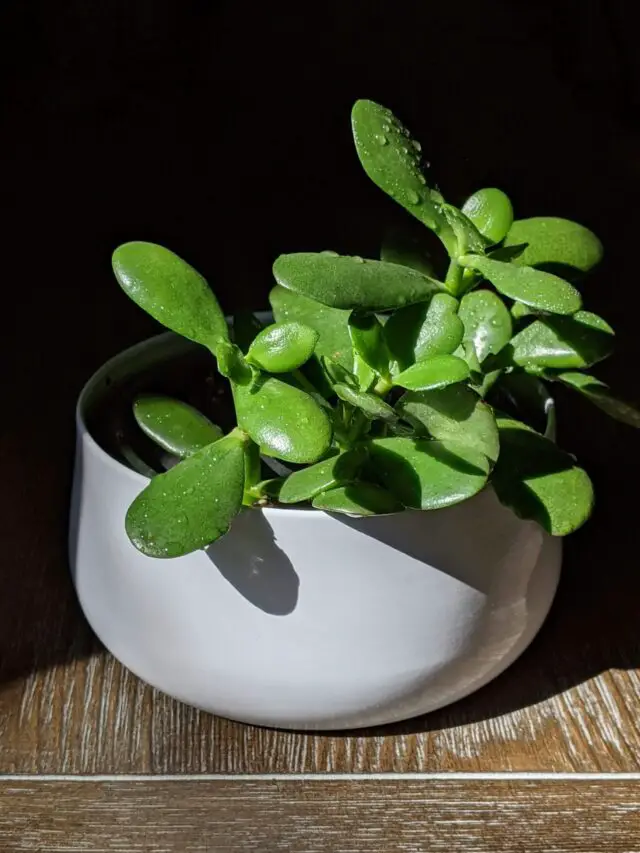 Tips to maintain Jade plant